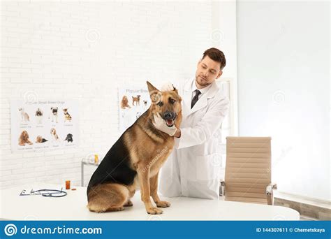 Professional Veterinarian Examining German Shepherd Dog Stock Image