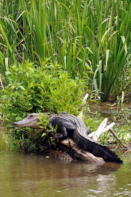 Alligator Seen On Cajun Encounters Swamp Tour Slidell La Swamp