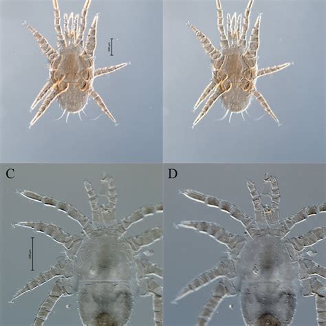 Sem Photographs Of Adults Of Siculobata Paraleius Leontonycha