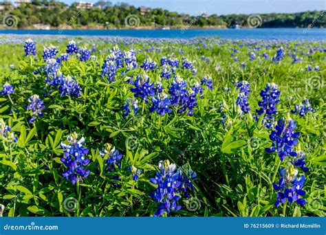 Texas Bluebonnets At Lake Travis At Muleshoe Bend In Texas Stock Image