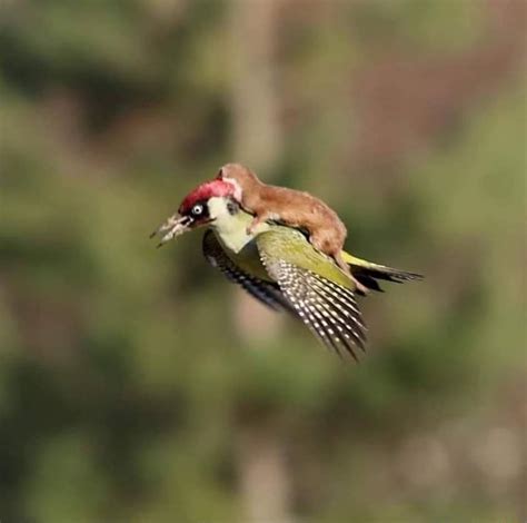 incredible photo captures a woodpecker flying with a weasel on its back the remarkable shot was