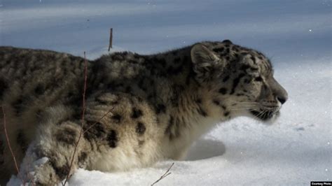 Snow Leopards Found In Afghanistan