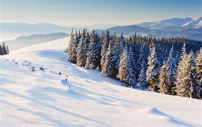 Christmas Snow Tree Winter Background Trees Widescreen