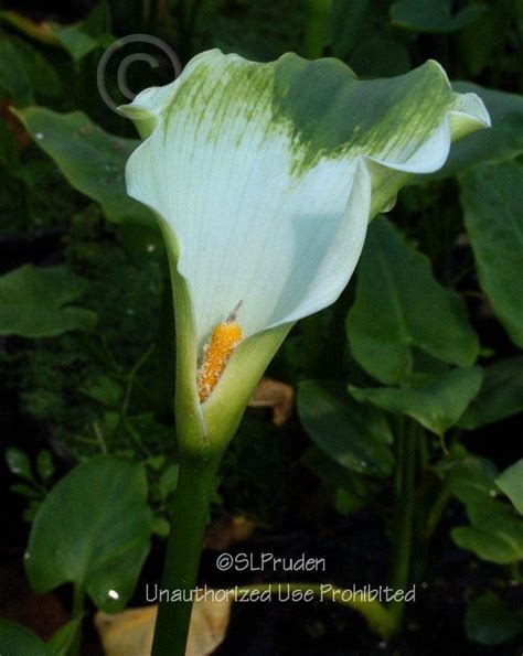 Photo Of The Bloom Of Calla Lily Zantedeschia Aethiopica Green