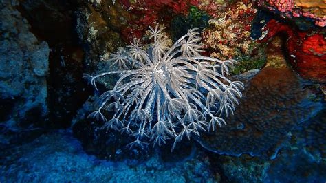 Underwater Coral Ocean Fish Reef Pikist