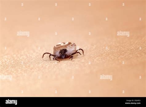 Engorged Tick On A Human Skin Lyme Disease Caused By Borrelia Stock
