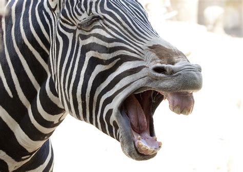 Zebras Are Finally Taking Their Revenge On Humans Grist