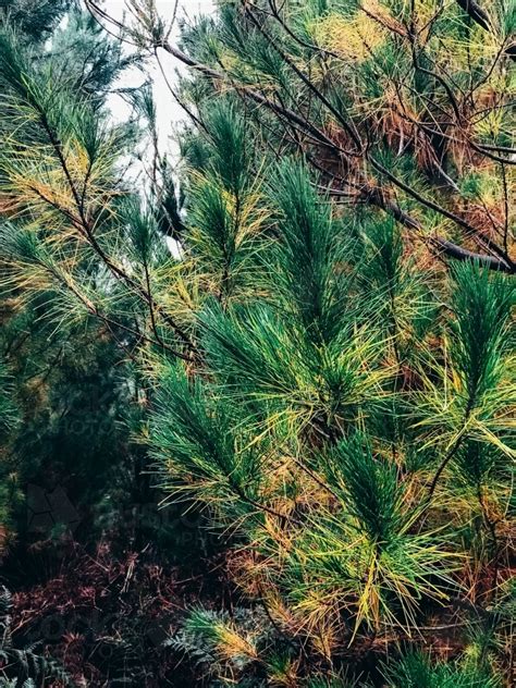 Image Of Pine Trees Austockphoto