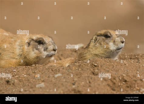 Black Tailed Prairie Dog Colony High Resolution Stock Photography And