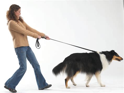 Stop Dog Leash Pulling With Jeff Millman Dog Training Llc