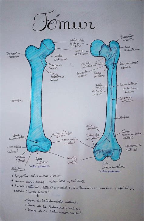 Pin Em Anatomia Desenho E Detalhes De Los Huesos