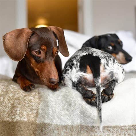 14 Funny Pictures Of Dachshunds That Will Make Your Day Better The Paws