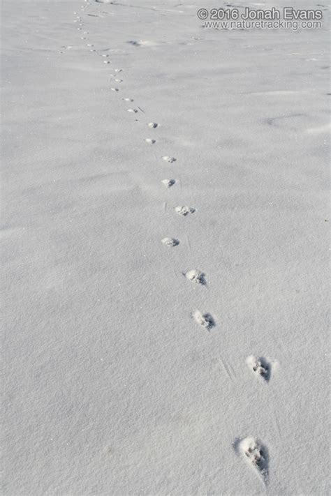 Google the words fisher cat, and you'll inevitably find some pretty terrifying results: Identifying Animal Tracks in Snow - 5 Common Backyard ...
