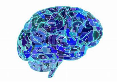 Brain Abstract Biology Cerebrum Pixabay Science Anatomy