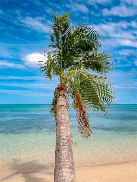 Palm Treewhite Sandturquoise Water At Tropical Beachparadise Stock