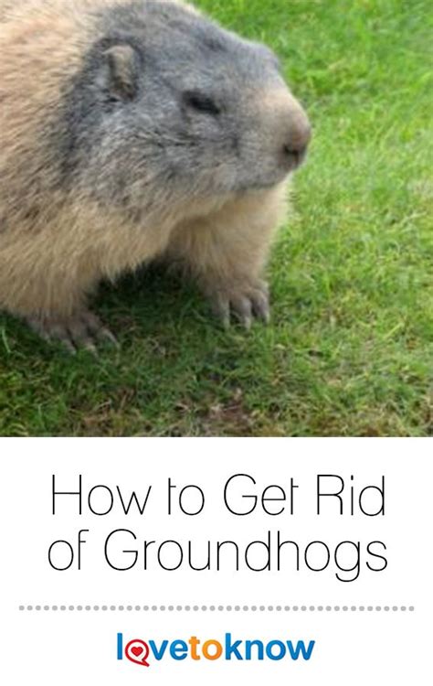 A Groundhog In The Grass With Text Overlay Reading How To Get Rid Of