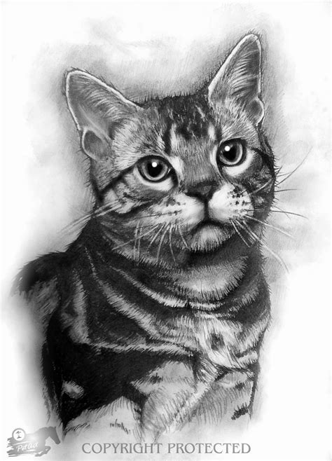 The cat realistic pencil drawing drawing by prabath zoysa. Realistic Animal Drawings: November 2013