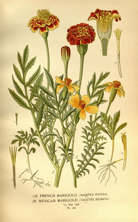 Marigold Botanical Drawings Botanical Illustration Vintage