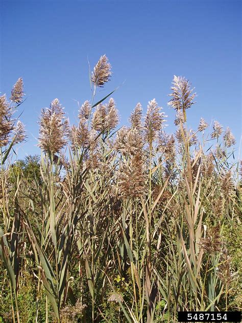 Common Reed Phragmites Australis