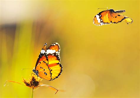 Wallpaper Yellow Butterfly 1571 Yellow Butterfly Background Hd