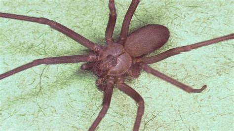Venomous Brown Recluse Spider Found In 10 Michigan Counties What To Know