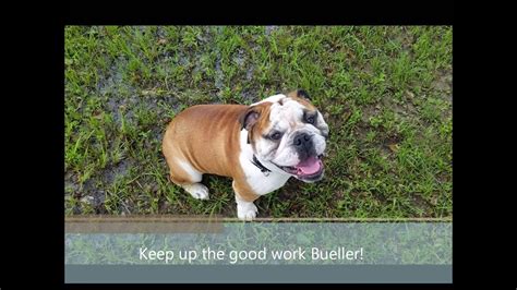 Aggressive English Bulldog Bueller Working Off Leash And More Self