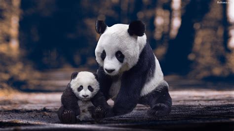 Panda Wallpapers Hd Backgrounds Images Pics Photos Free Download