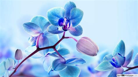 Blue Orchid Wallpapers Top Free Blue Orchid Backgrounds Wallpaperaccess