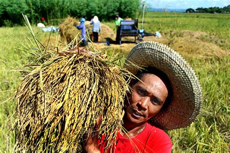 Farmers Reap Record Palay Yield In 2021 Q1 Official Portal Of The