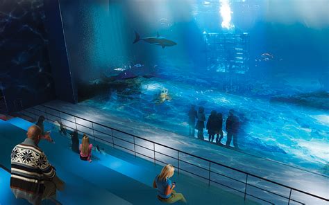 Abu Dhabi Aquarium Ocean Aquarium Big Aquarium Tunnel Aquarium