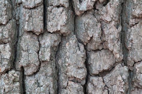 Benefits And Uses Of White Oak Bark
