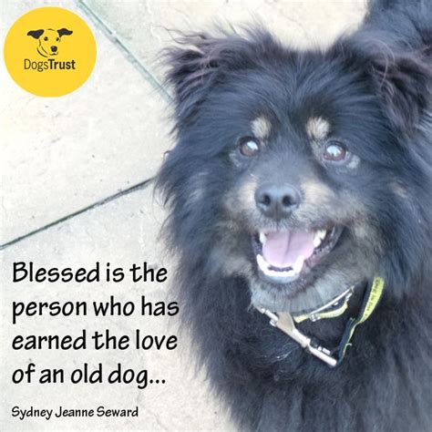 Blessed Is The Person Who Has Earned The Love Of An Old Dog Dogs
