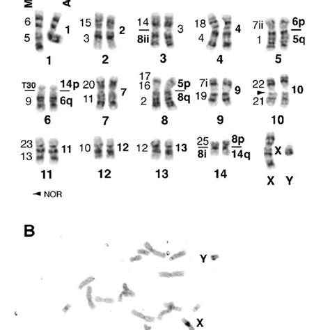 segmental composition of sex chromosomes x 1 x 2 and y in r sedulus download scientific