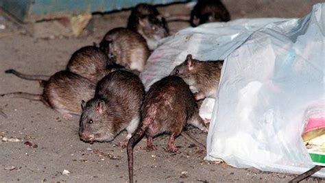 Researchers Uncover The Disgusting Truth About Nyc Rats