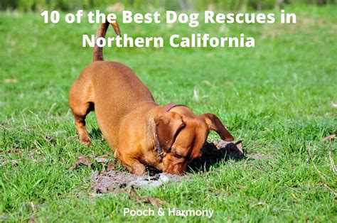 10 Of The Best Dog Rescues In Northern California Pooch And Harmony
