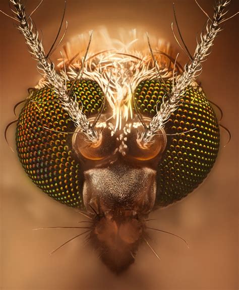 Mosquito From Sweden Shot With 20x Microscope Objective Rinsects