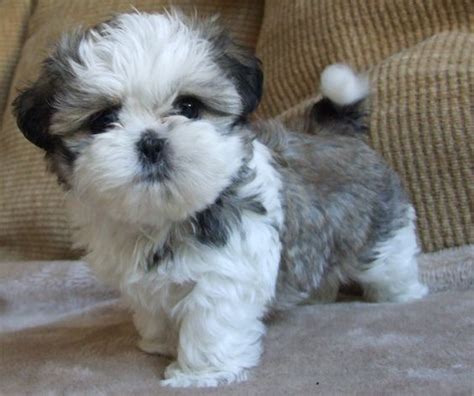 Here Are Some Great Shih Tzu Names In Case You Happen To Be Looking For