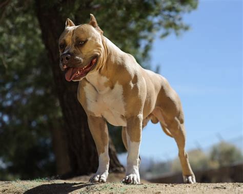 Full Grown American Pitbull Terrier Thinlasem