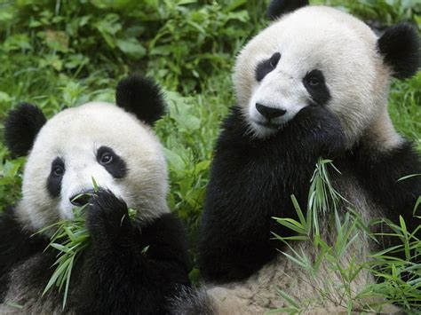 China Plans Massive Panda Preserve Newsy Story