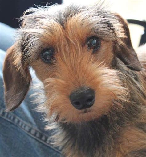 Pin By Lesley Marshall On Teckel Dachshund Cuties Wire Haired