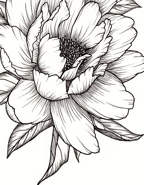 Peony Flower Art Print Of Pen Illustration Flower Drawing Etsy