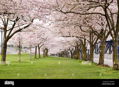 Cherry Blossom Trees In Waterfront Park Portland Oregon Stock Photo Alamy