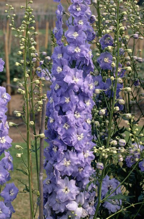 Delphinium Andclifford Skyand Delphinium Andclifford Skyand Herbaceous