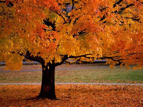 Trees In Autumn Scenery Pics Wallpaper 22174534 Fanpop