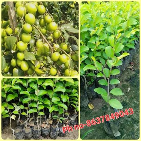 Full Sun Exposure Green Apple Ber Plant For Outdoor At Rs 20piece In North 24 Parganas