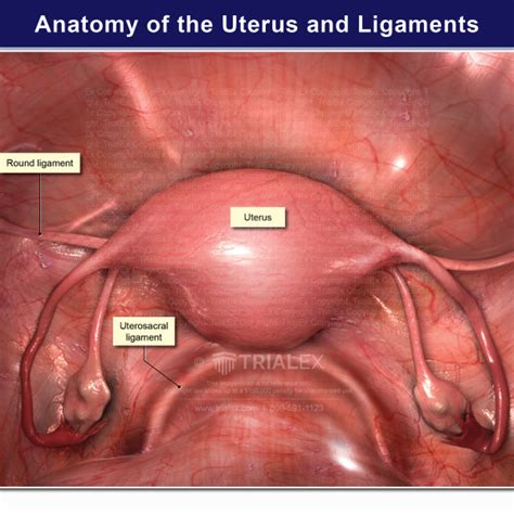 Anatomy Of The Uterus And Ligaments Trialexhibits Inc The Best Porn