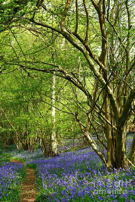 Footpath Through Bluebell Woods Kent England Photograph By James Brunker