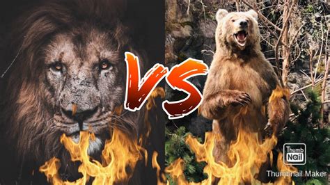 Lion Vs Bear In A Fight To Death Youtube