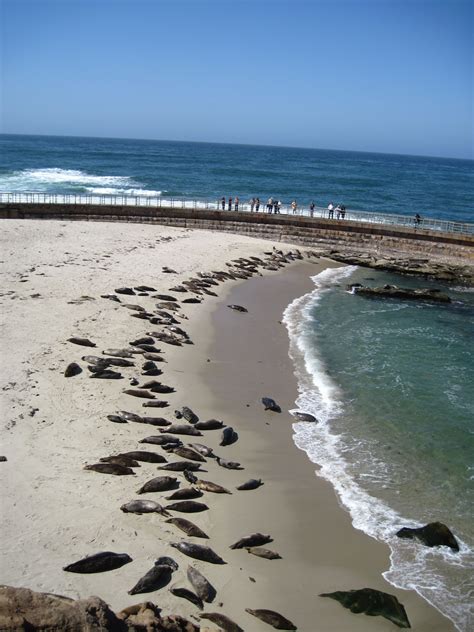 Seal Beach In La Jolla San Diego California