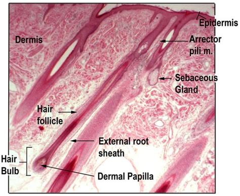 Hair Under Microscope Labeled